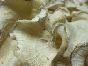 イソフラボンが豊富なプエラリア