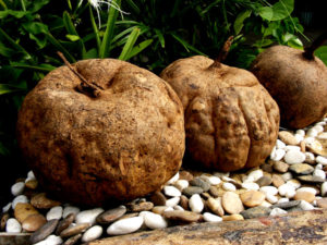 イソフラボン豊富なプエラリアの根