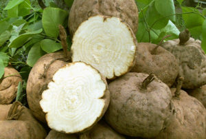 タイのプエラリアミリフィカの根